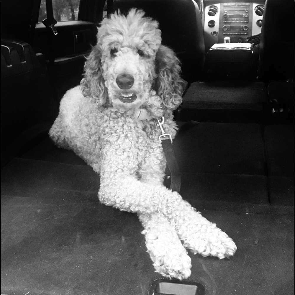 Meet your Posher, Bella mae